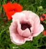 Mohnblumen, web 001.jpg