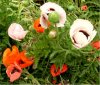 Mohnblumen, web 041.jpg