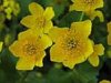 gelbe blumen.jpg