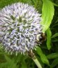 Kugeldistel mit 2 Bienen.jpg