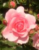 Rosen, web 061.jpg