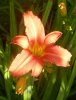 Lilien 1 2 004 348X452.jpg