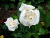 Re-exposure of roseweiss.JPG