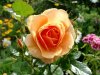 orangerose.JPG