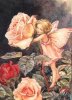 baby_rose.jpg