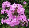 Phlox 8.jpg