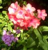 Phlox, rot und violett 339X349.jpg