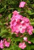 Phlox 25.jpg