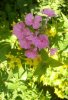 Phlox und Felberich in der Sonne 276X402.jpg