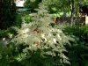 astilbe.JPG