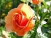 orangerose.JPG