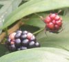 Brombeeren 2 254X231.jpg