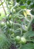 Tomaten 2 285X402.jpg