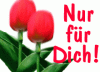 Nur fÃ¼r Dich Tulpen.gif