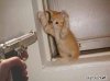 katze pfoten hoch.jpg