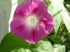 blomma.JPG