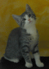 Bild-006.gif