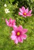 Cosmea 1 278X402.jpg