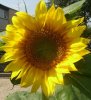 Sonnenblume 3 298X326.jpg