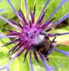Bilder zum Entwickeln, neu 111 284X291.jpg