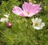 Cosmea 4 339X319.jpg