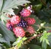 Brombeeren 3 339X328.jpg