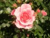 Rosen, web 239 400X300.jpg