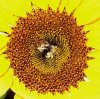 Sonnenblume.jpg