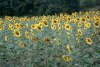 sonnenblumen-2001-01.jpg