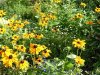 rudbeckia.JPG