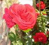Rosen, web 186 400X365.jpg
