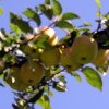 1 Ã„pfel 400X400.jpg