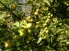 1 Ã„pfel zwischen Mispeln 400X299.jpg