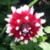 1 Dahlie 2 400X400.jpg
