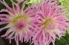 1 Dahlie 400X266.jpg