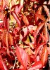 Herbstlaub.jpg