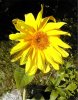Sonnenblume2.jpg