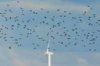 Herbst Vogelflug1.jpg