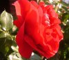 Rosen, web 182 400X349.jpg
