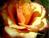 Rose4.jpg