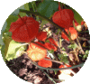 web[2]. lampionblumen.gif
