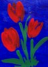 tulpe11.jpg