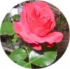 Rosen, web 210.jpg