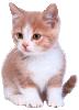 kaetzchen.gif