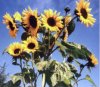 web[1]. ganz viele sonnenblumen.jpg