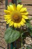 0 Sonnenblume 1399X600.jpg
