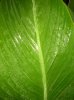 0 a Canna-Blatt 400X299.jpg