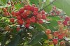 0 Beeren b 400X266.jpg