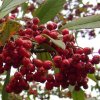 0 Beeren d 400X400.jpg