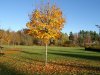 baum.JPG